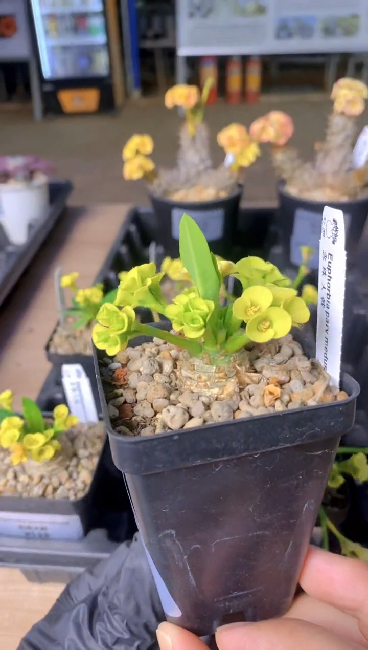 【闪购商品】念珠大戟FB-1337