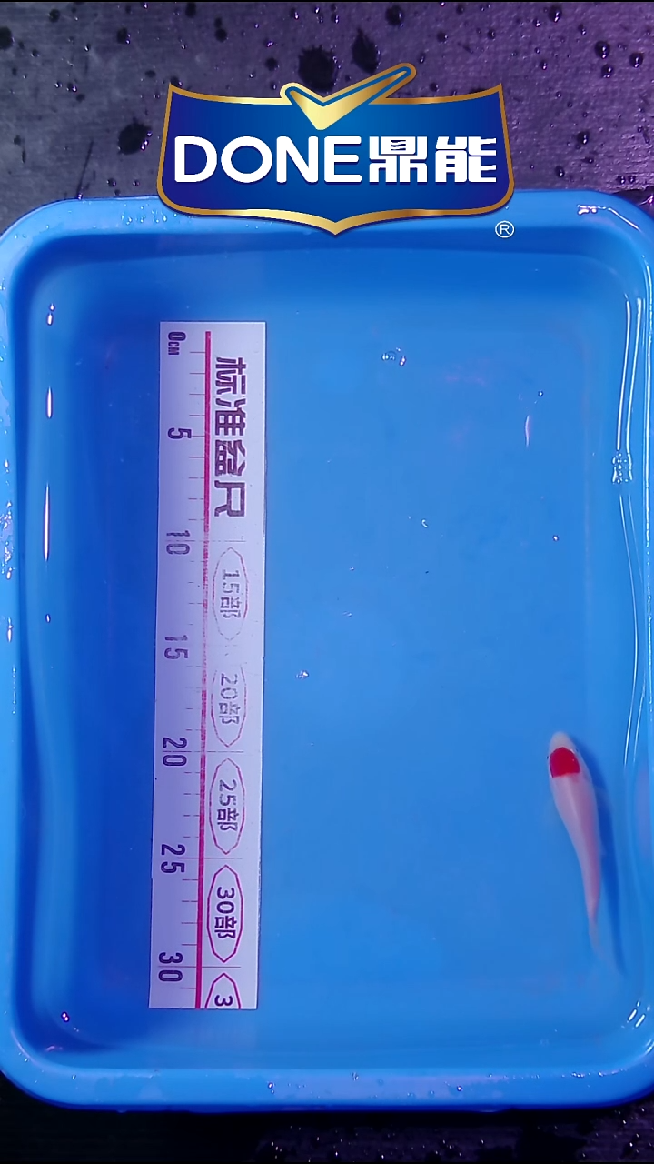 锦鲤小尺寸15cm左右精品 一组装5条  27号