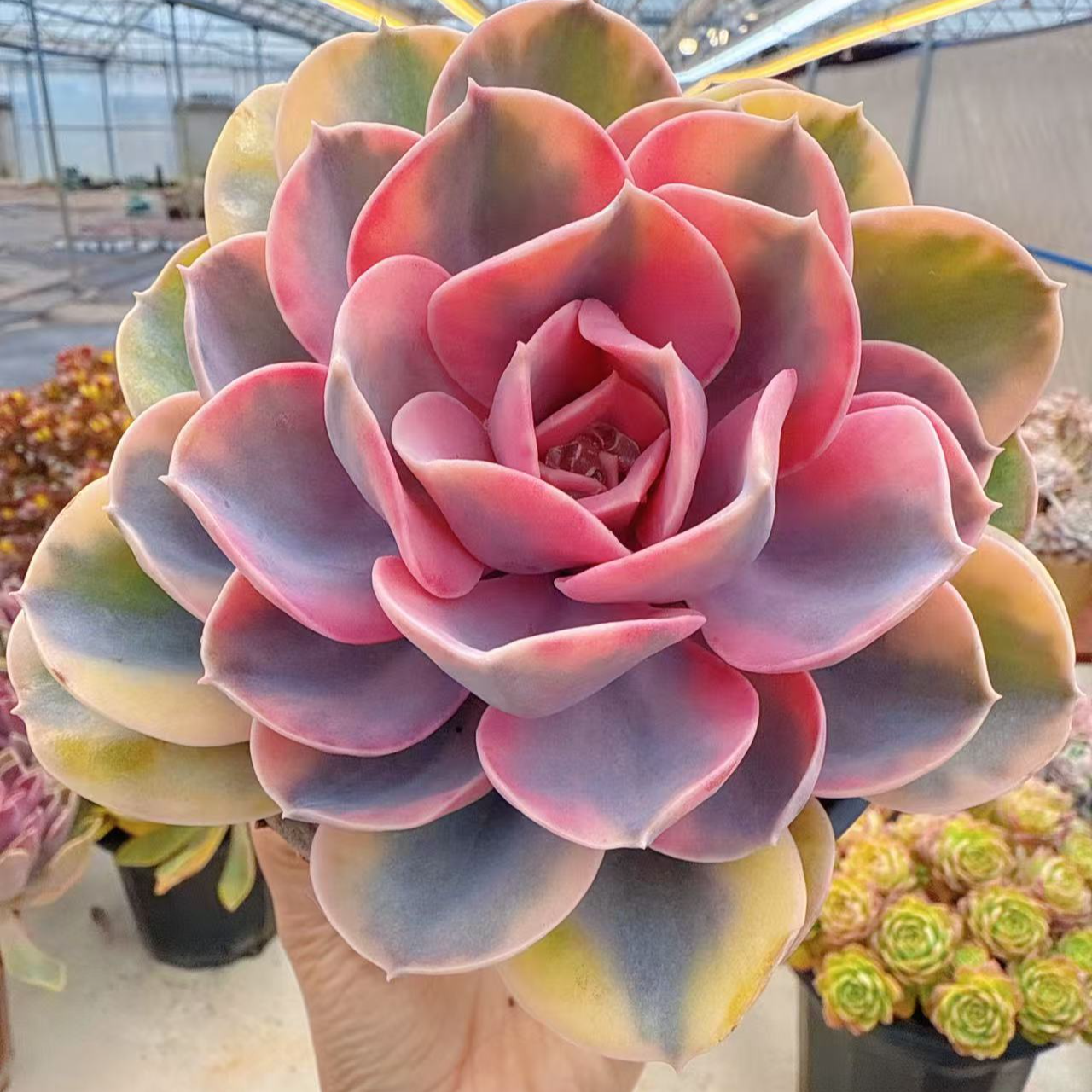 【彩虹多肉多肉植物】带盆发货阳台好养盆栽露养多肉植物