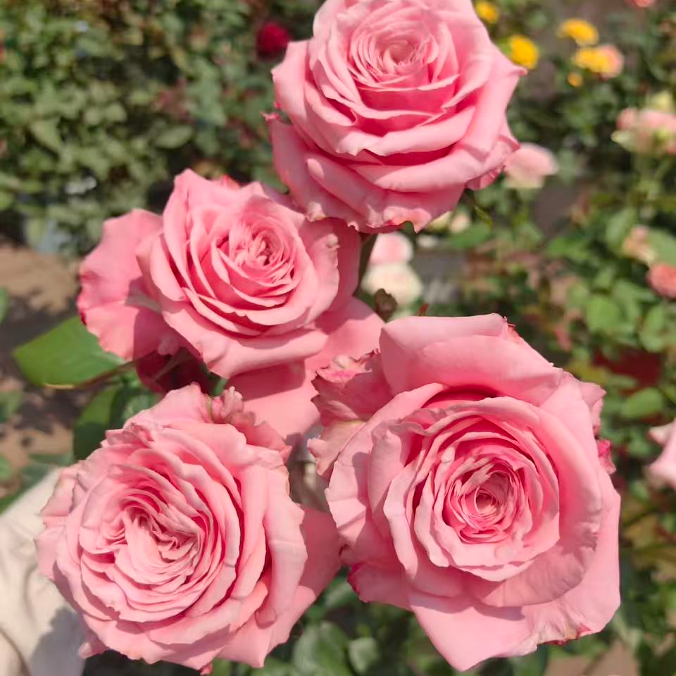 海洋布雷兹   新品切花耐寒玫瑰阳台庭院欧月月季开花月季花盆栽