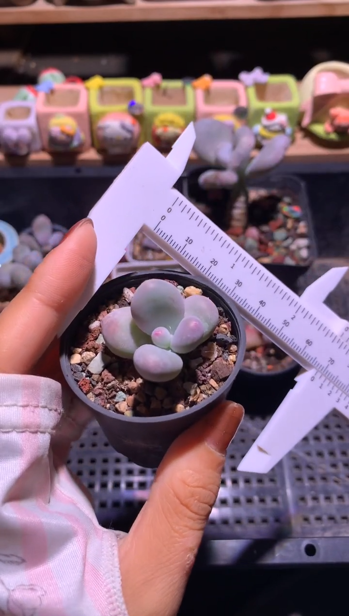 黄金鸡蛋大叶奶，满28包邮，不满发一个叶片到付