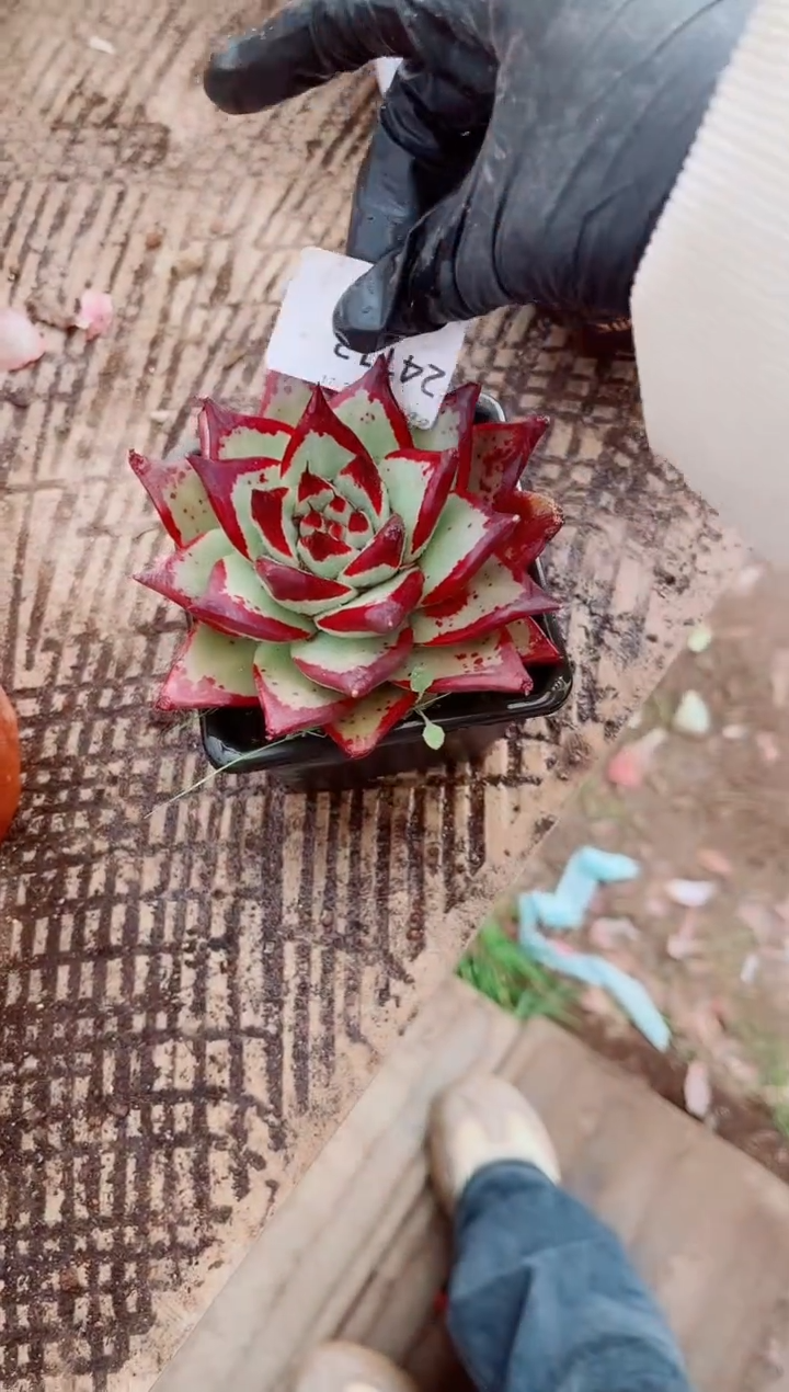 艺**人跃跃精品多肉24113