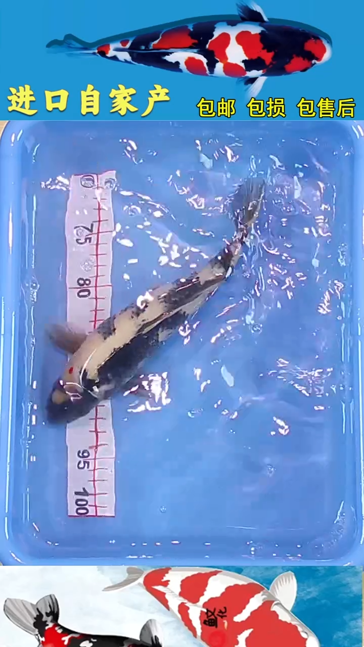 锦鲤悦鲤阁2025/12/26--62