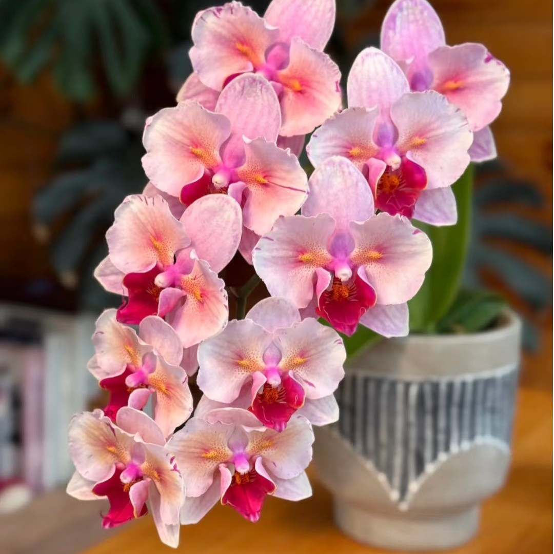 【樱花公主变异】高端湾湾蝴蝶兰苗3.5寸苗一物一拍
