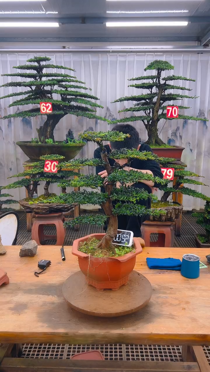 无花朵精品盆景直播间一物一拍