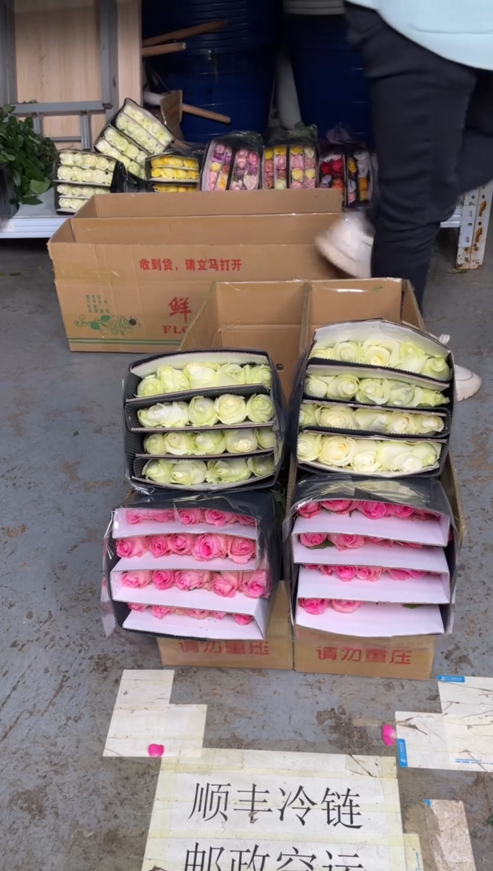 洛神20枝+骄傲20枝