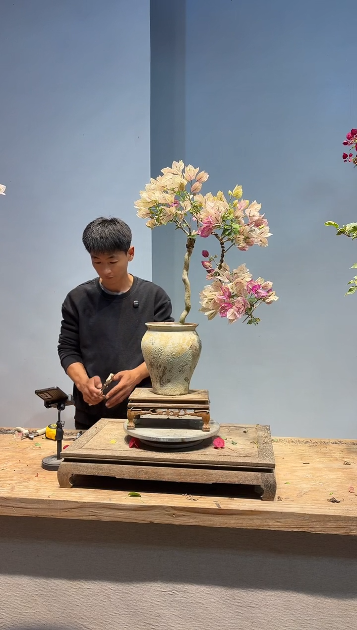 以实际为准三角梅76