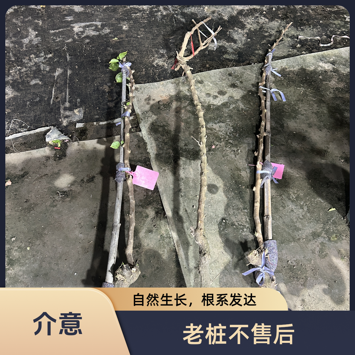 三角梅原生老桩，适合庭院  阳台 (自己下单随机发)