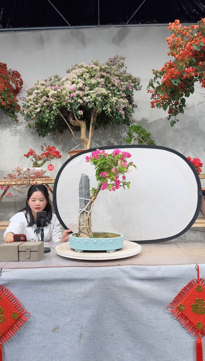 【闪购商品】盆景三角梅