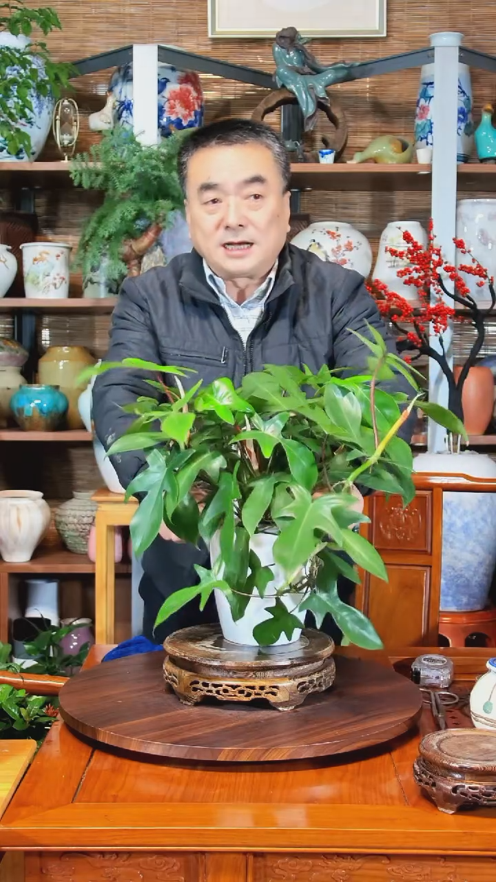 无花朵钱*…水之韵水培飞机蔓绿绒