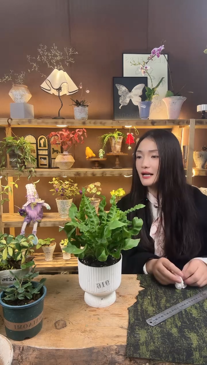 无花朵916火焰鸟巢蕨育苗盆