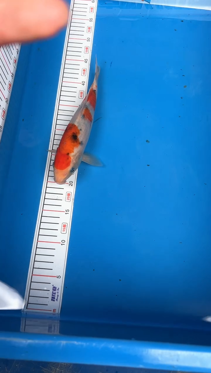 锦鲤d****r36号锦鲤鱼 大正 闪购