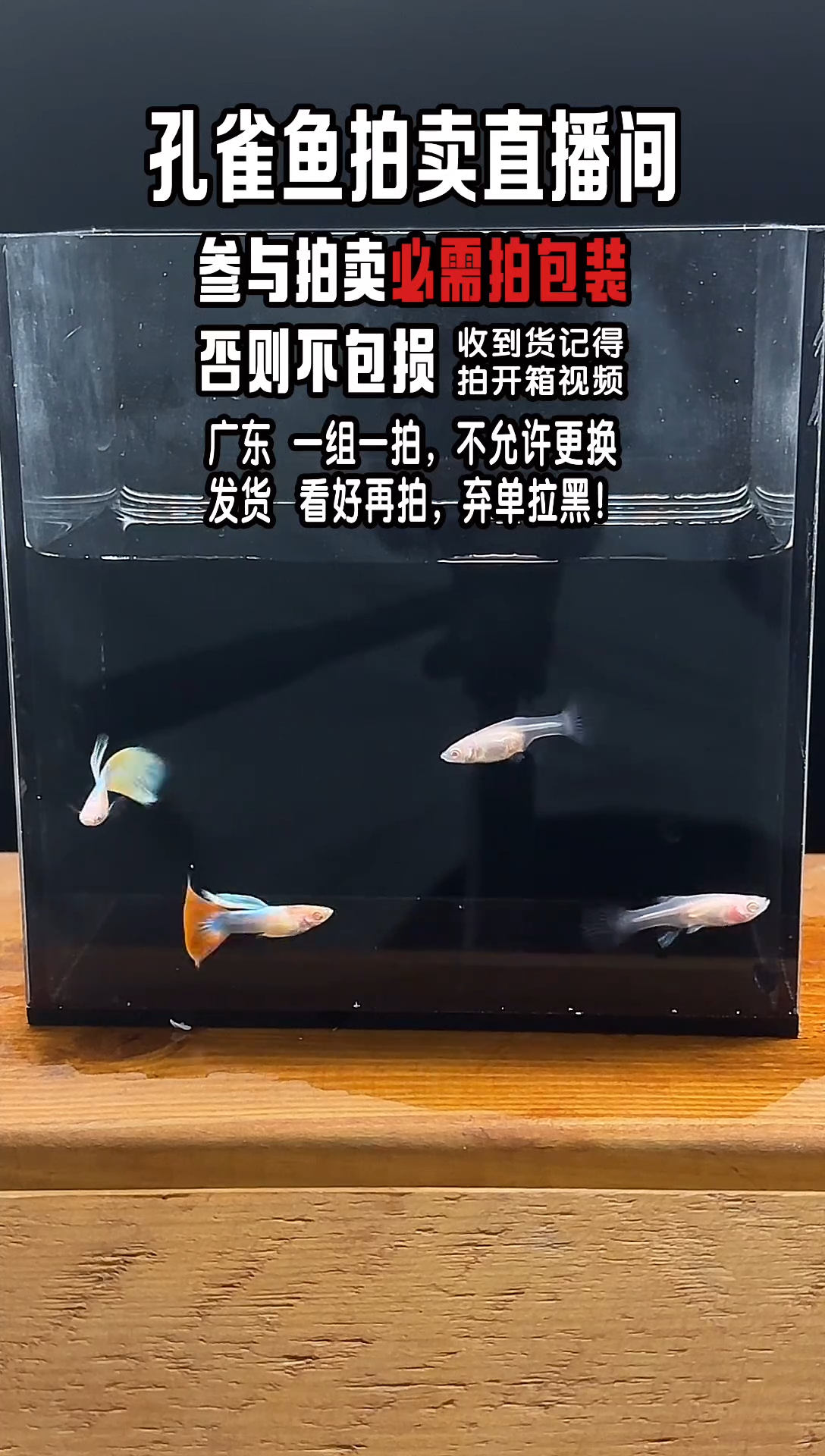 孔雀鱼火烧云孔雀鱼2对