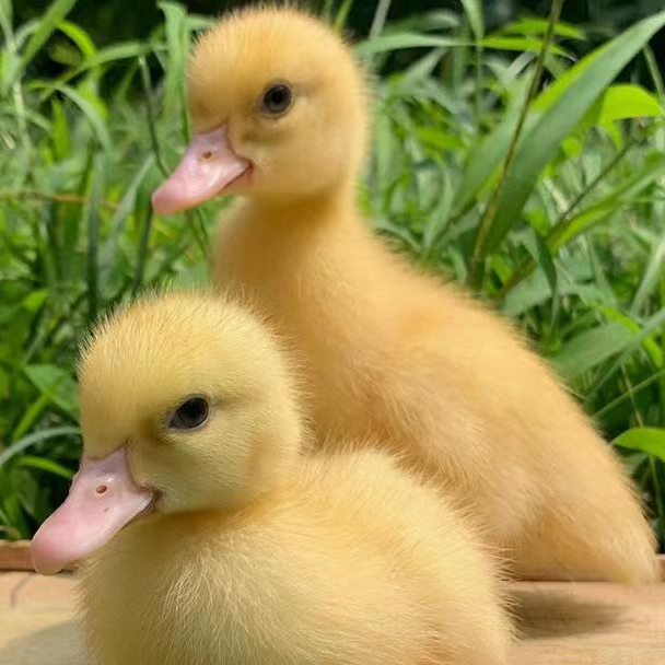 宠物鸭【番鸭】罗纹鸭特大种番鸭白番鸭黑