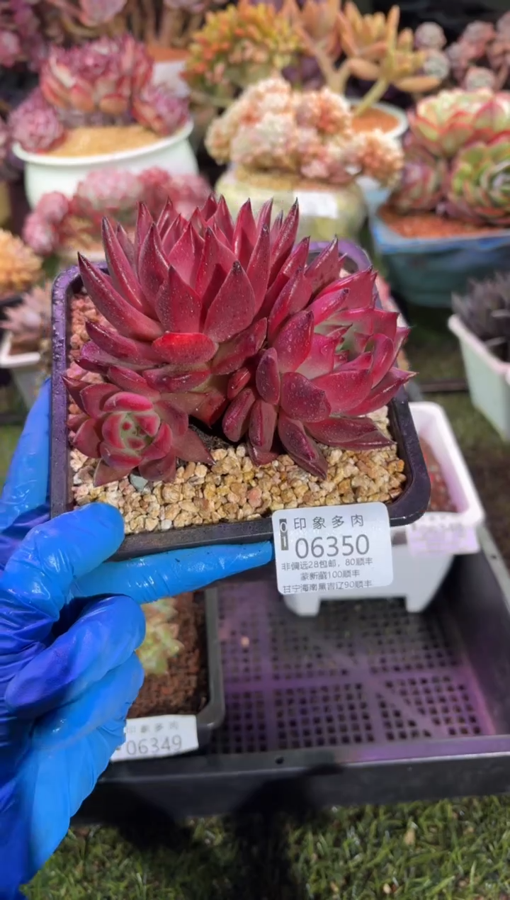 【闪购商品】06350