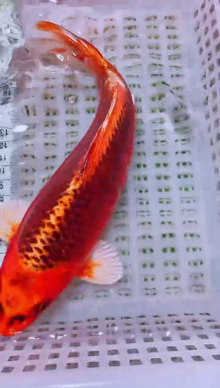 锦鲤血统锦鲤全场包邮155