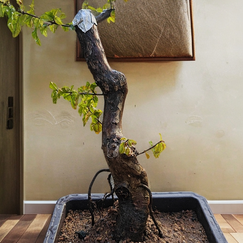 [30-140]雀梅岭南盆景 生桩  熟桩 造型盆景 花卉 精品树桩