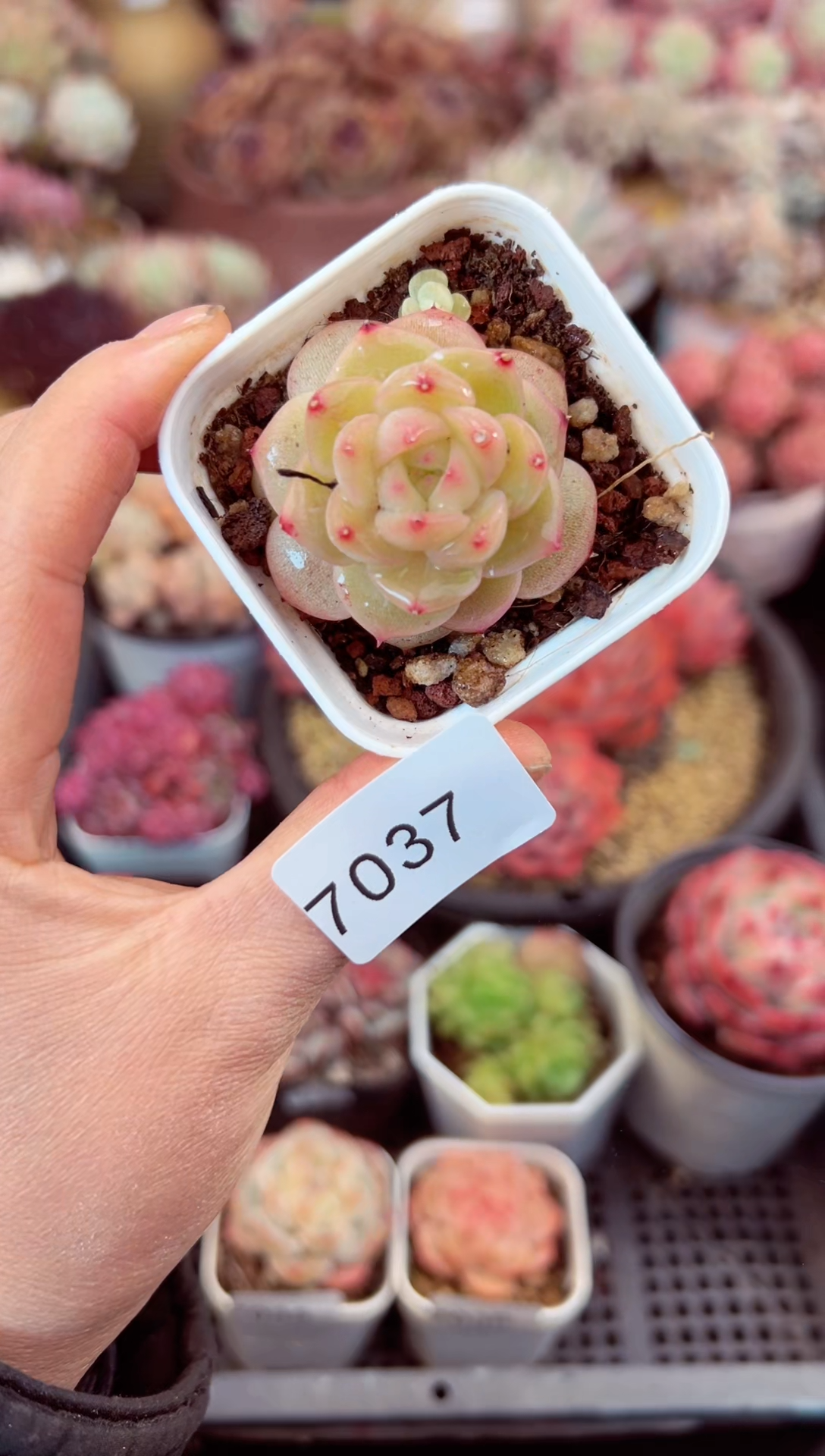 【闪购商品】7037单头多肉