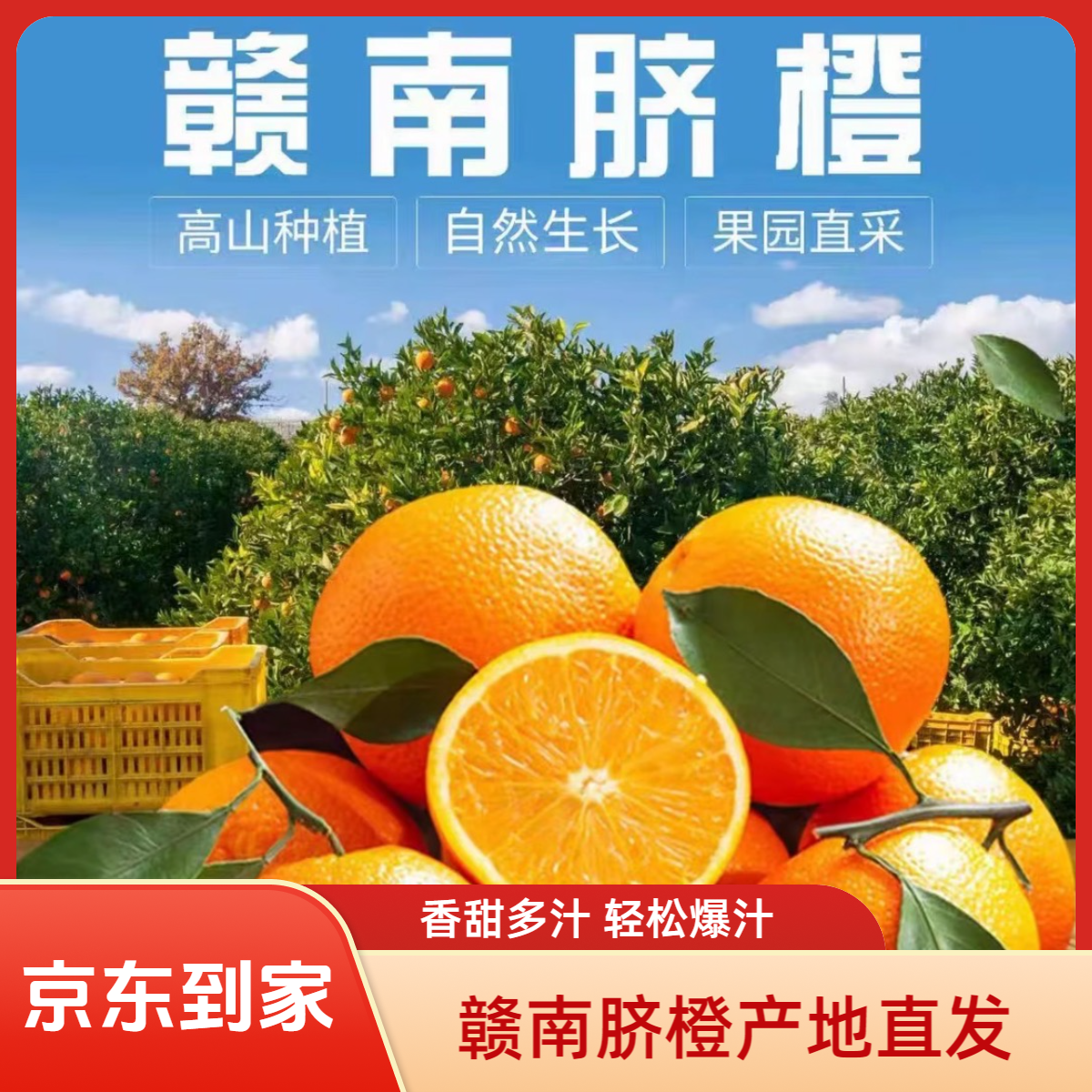 赣南新鲜应季脐橙现摘现发香甜多汁手剥橙子当季赣南甜脐橙