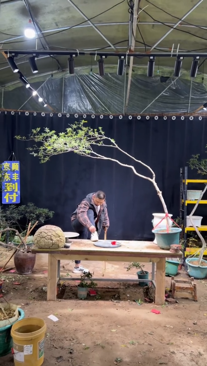 完全开放@***C海岛栀子花