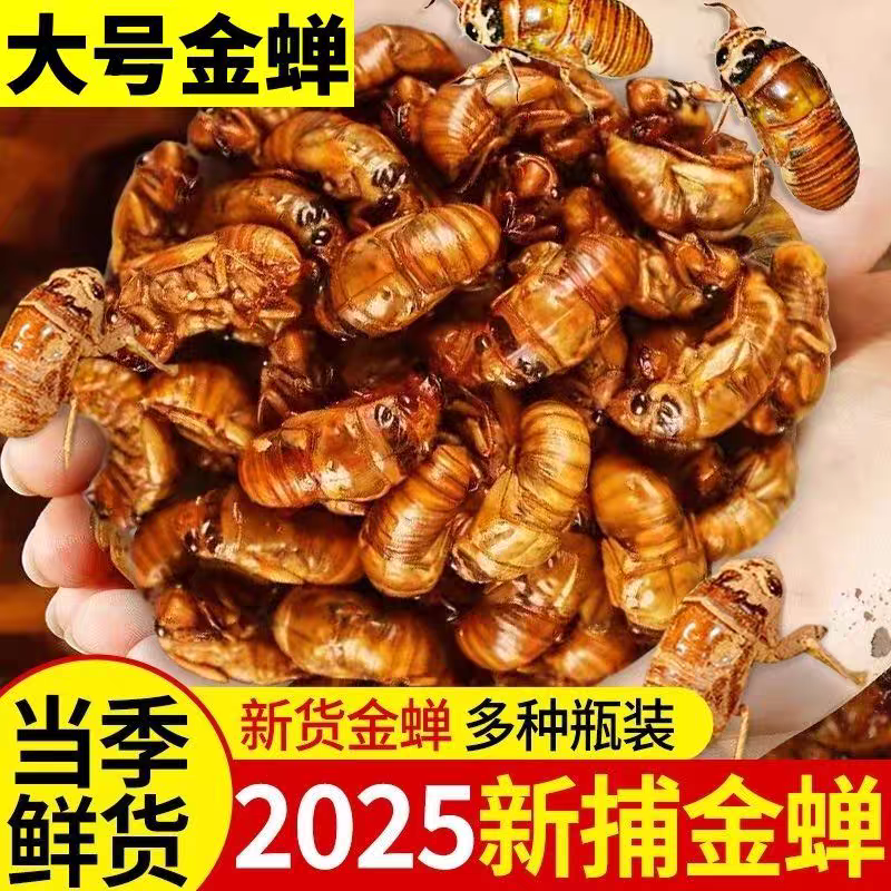 【顺丰包邮】新鲜速冻金蝉知了猴高蛋白营养可烧烤的金蝉n