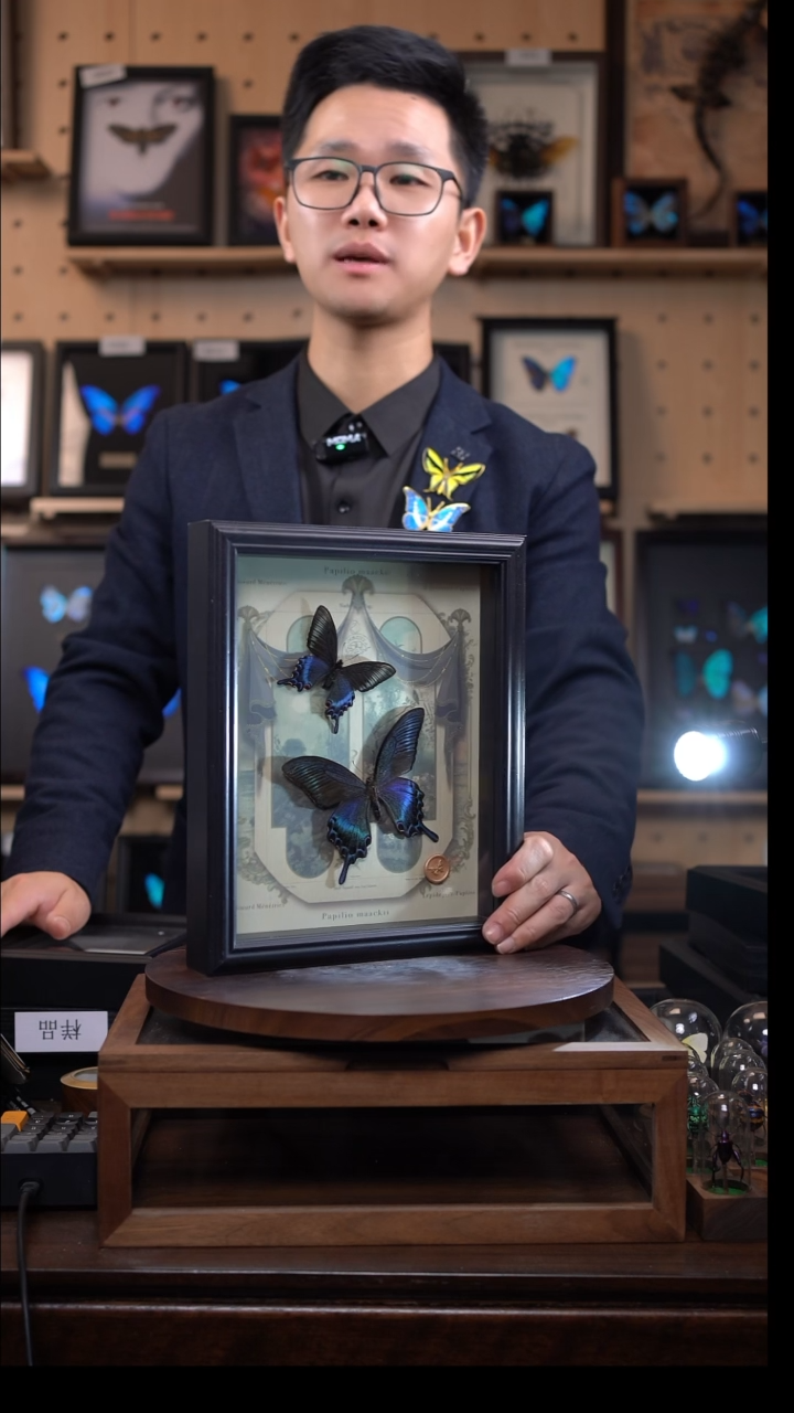 绿带翠凤蝶春夏型组合复古窗花款