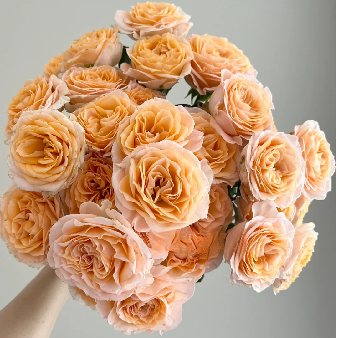 【米奇 多头玫瑰 鲜切花/全场任意满两单及以上鲜花包邮发货 】