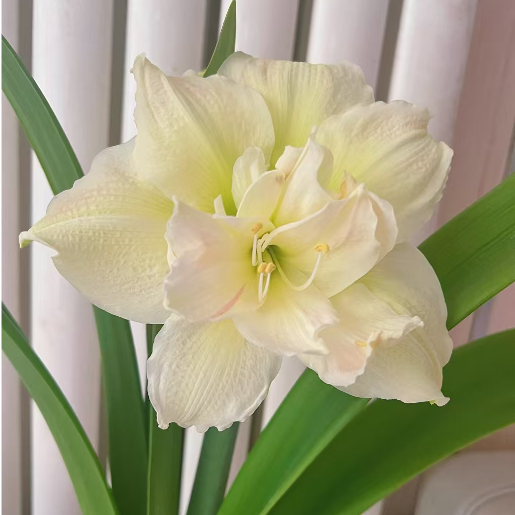 【黄玫瑰】重瓣朱顶红鲜花