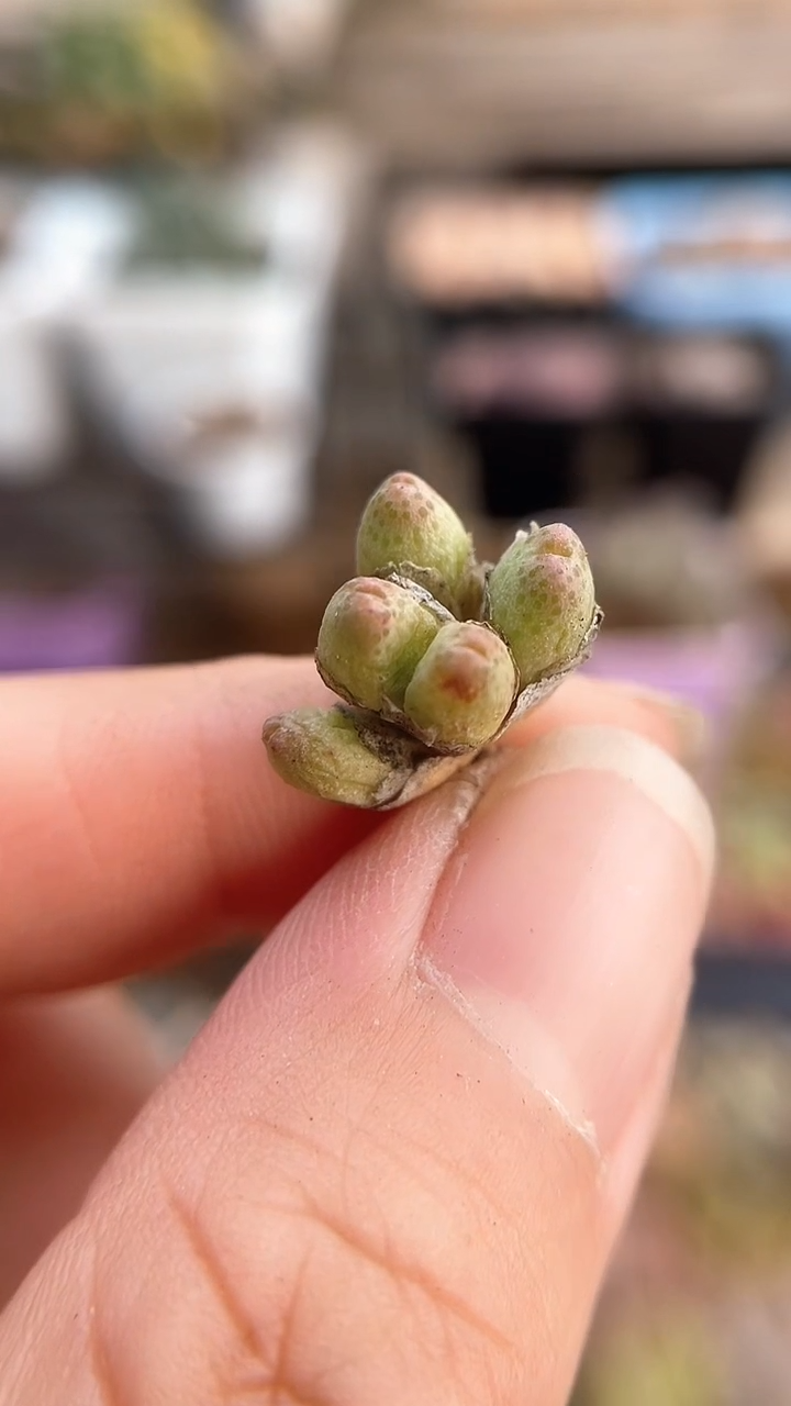 【闪购商品】9745直播一物一拍