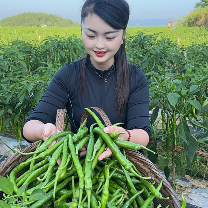 湖南本地新鲜现摘中辣皮薄肉厚青辣椒