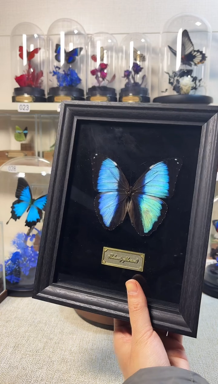 大自然的真实蝴蝶标本