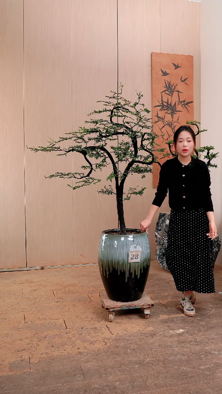 【闪购商品】28号广东小叶紫檀黑骨茶