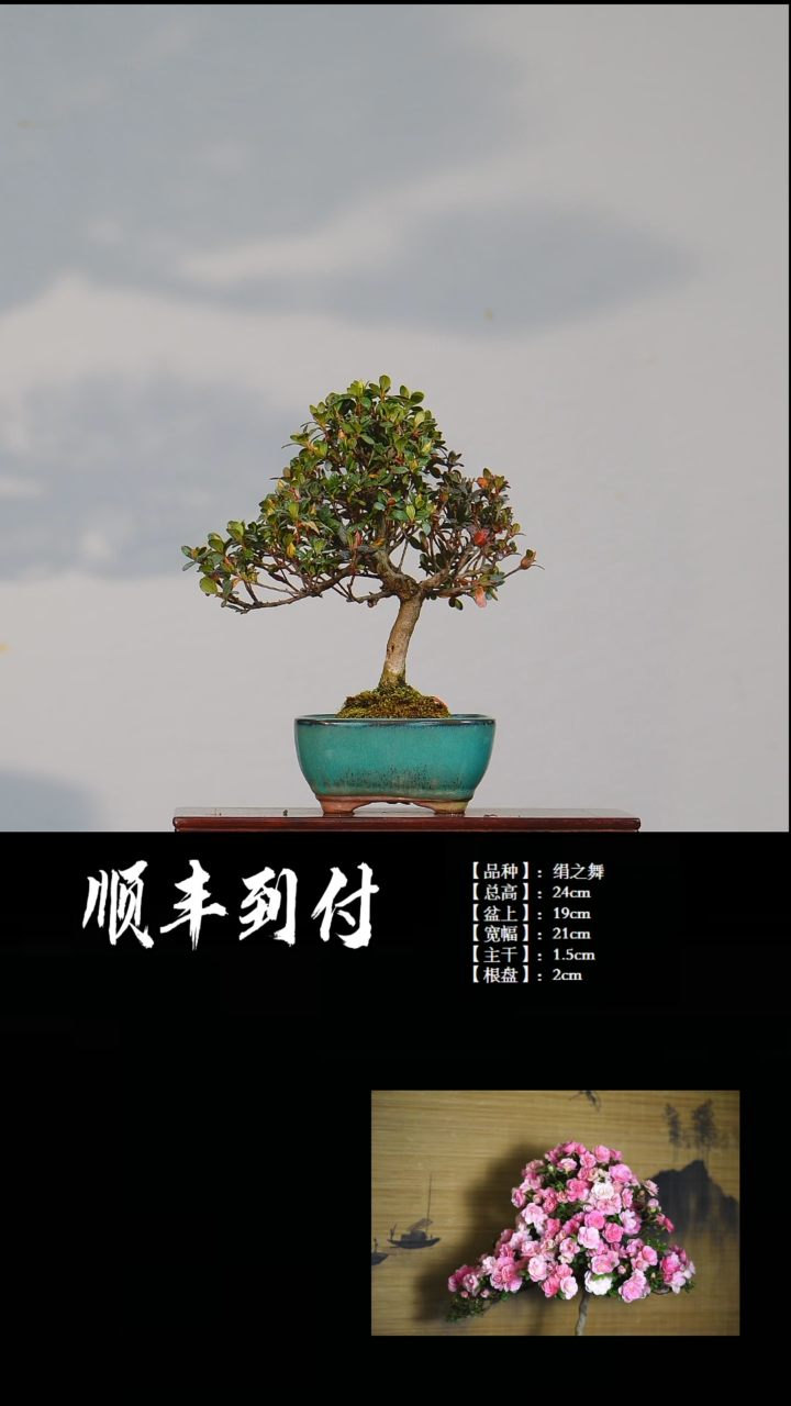 【闪购商品】·z118绢之舞bubaoyou