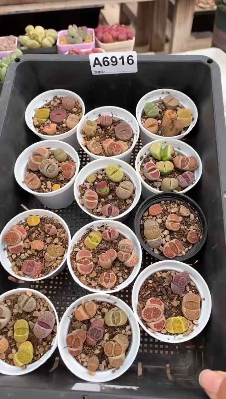 【闪购商品】6916直播一物一拍