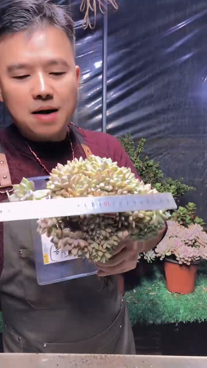 162淡雪缀化（一物一拍）