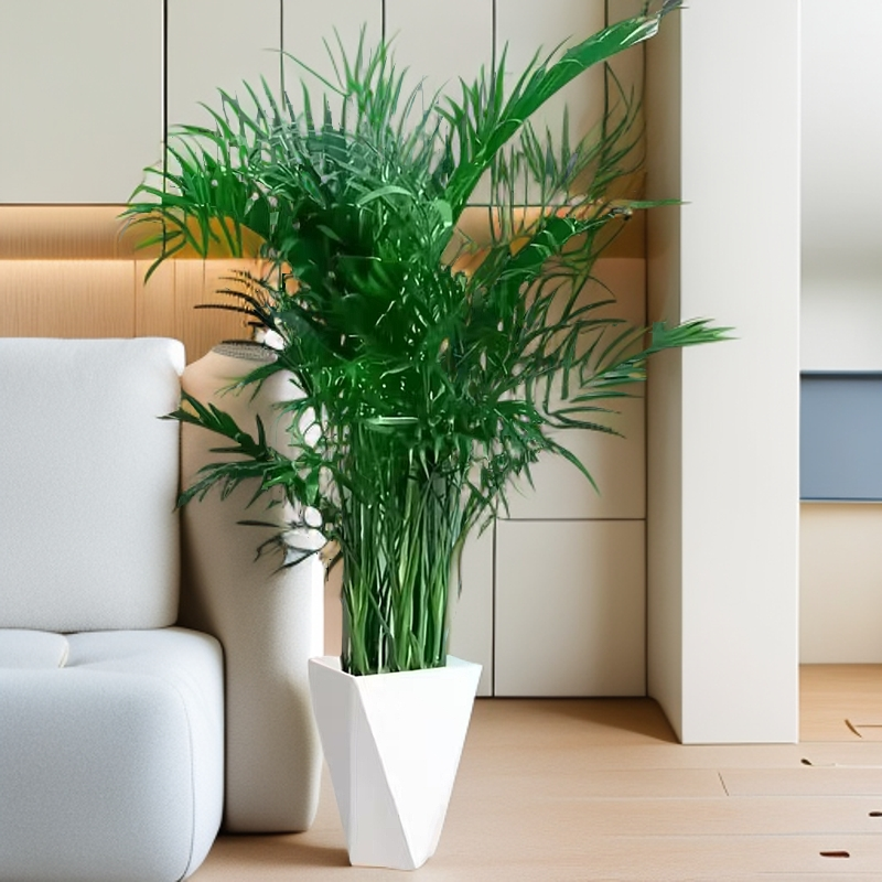 网红款富贵椰子树高1米-1.2米室内净化空气四季常青好养活乔迁