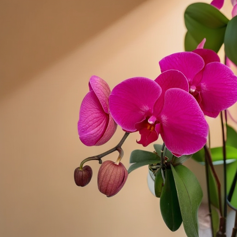 （映山红）紫红色蝴蝶兰精致花型带花苞室内花卉好养活