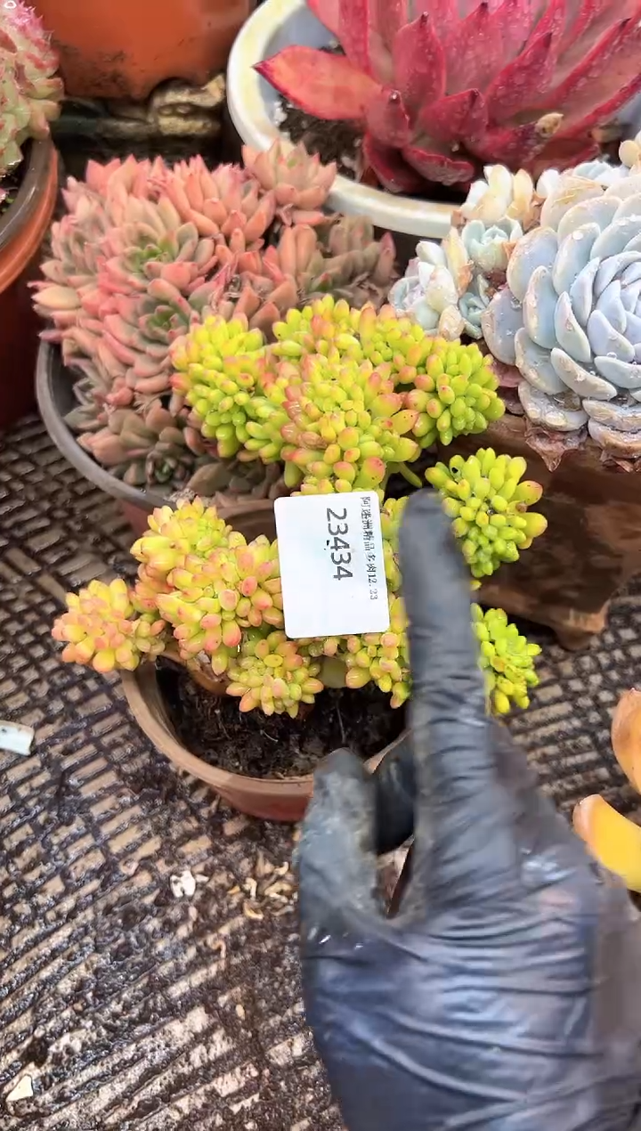 m****s多肉植物一物一拍23434