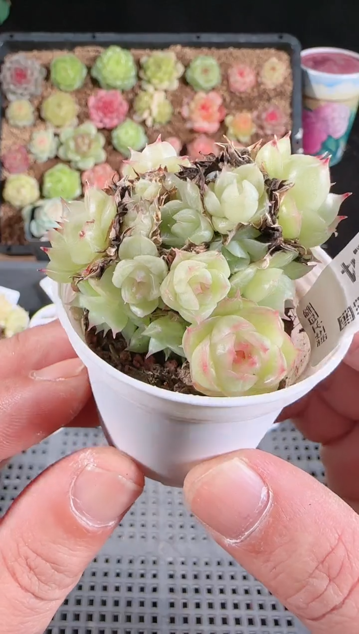 多肉1129-324群生不包整