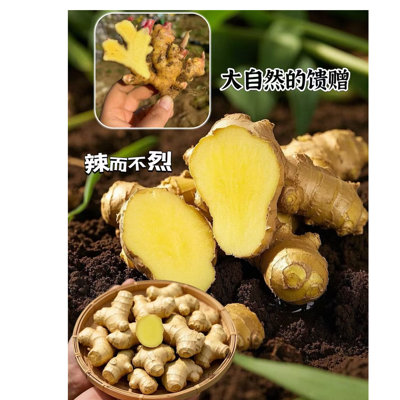 贵州小黄姜香味浓郁辛辣够