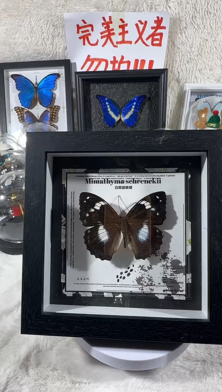 白斑迷蛱蝶新相框  