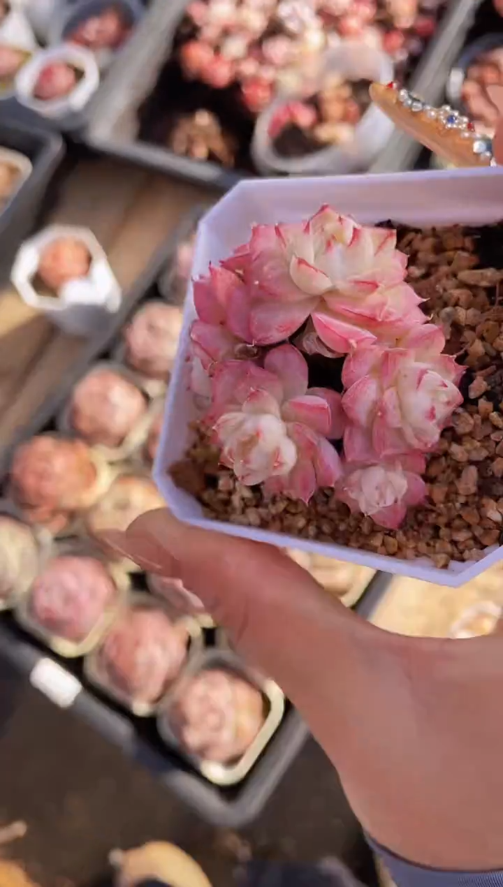 【闪购商品】542女王群多肉