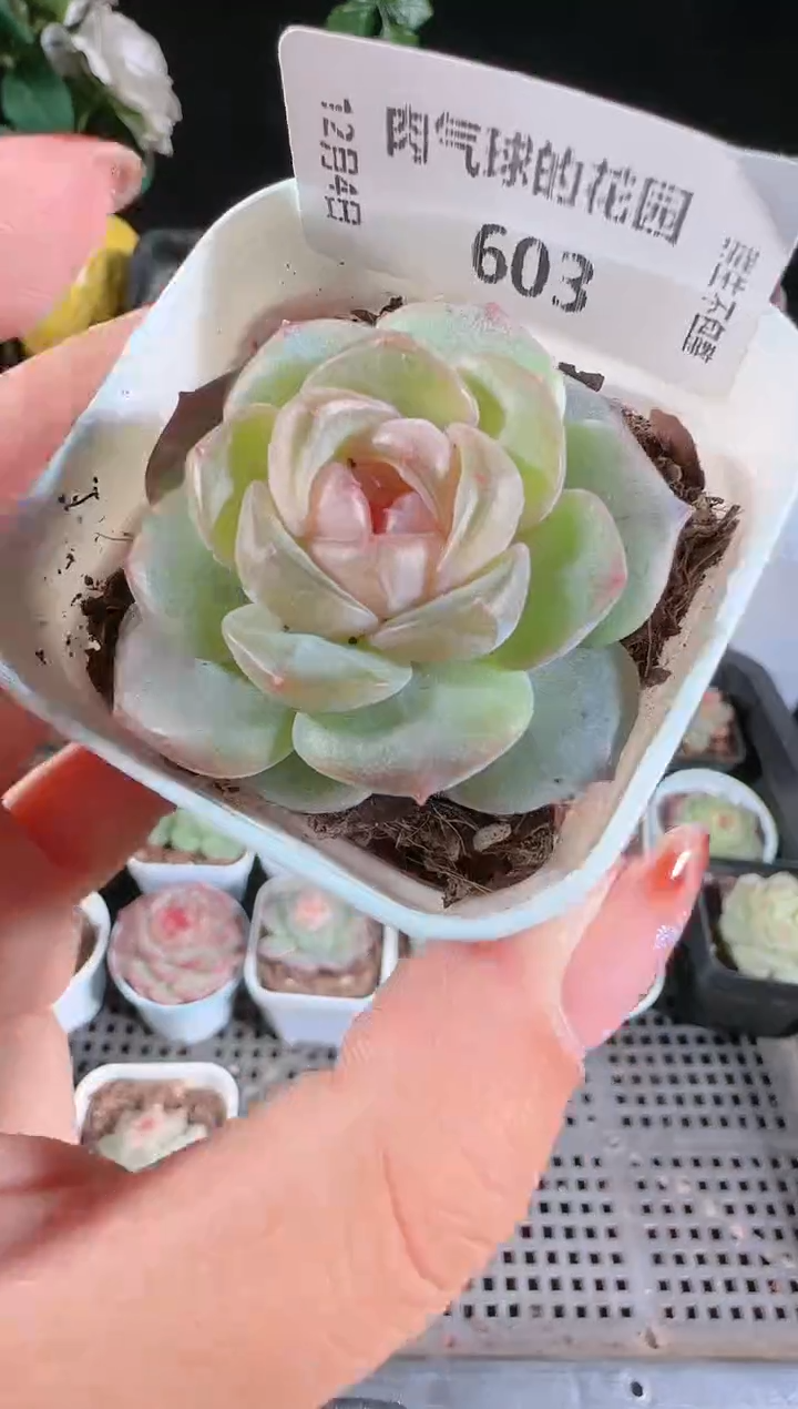 1204-603暗香多肉群生不包整