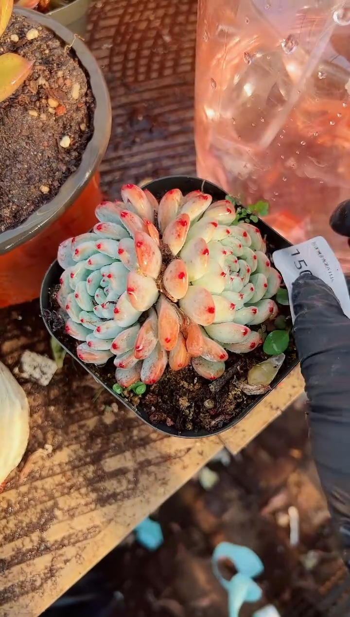 D***y多肉植物一物一拍15060