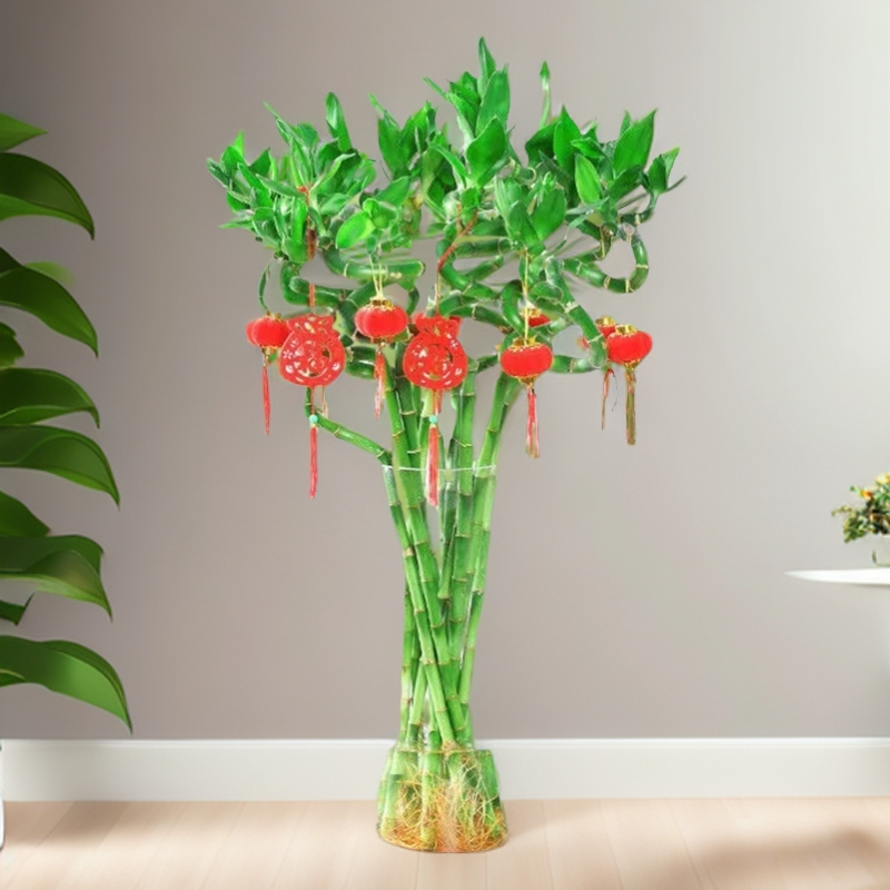 转运竹弯竹造型竹高品质带根轻奢室内绿植盆栽适合桌面落地办公桌