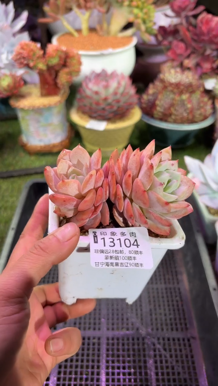 【闪购商品】13104