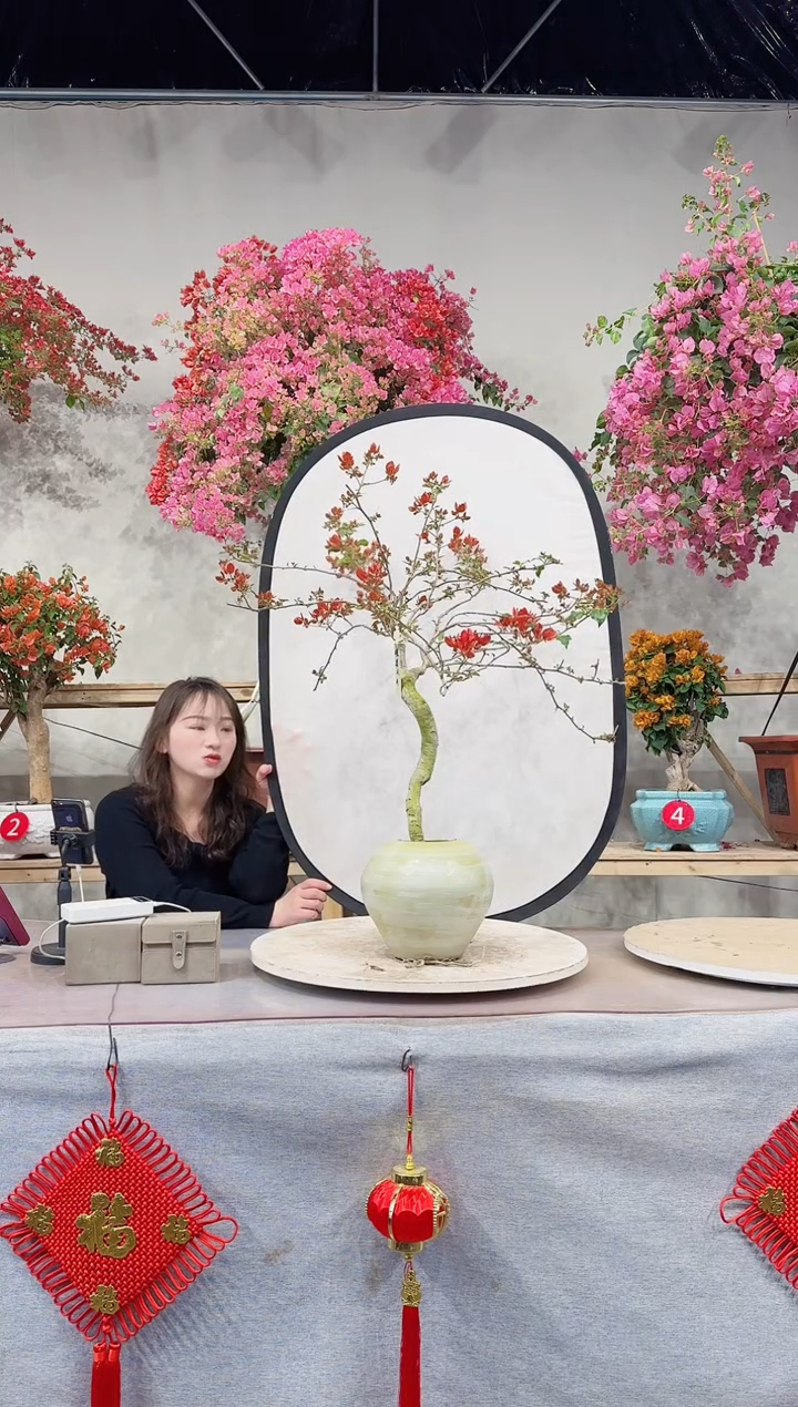 【闪购商品】盆景橙美人