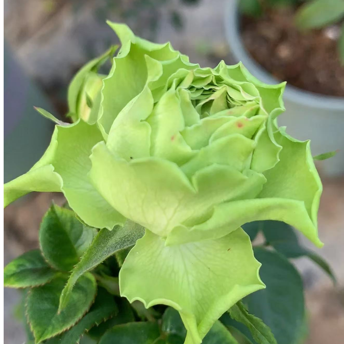 【八木绿】月季花苗 灌木大花 切花玫瑰直立勤花 抗病 多季多季开花