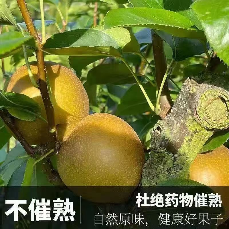 正宗脆甜秋月梨新鲜当季水果山东冰糖梨子整箱薄皮多汁皇冠梨批发