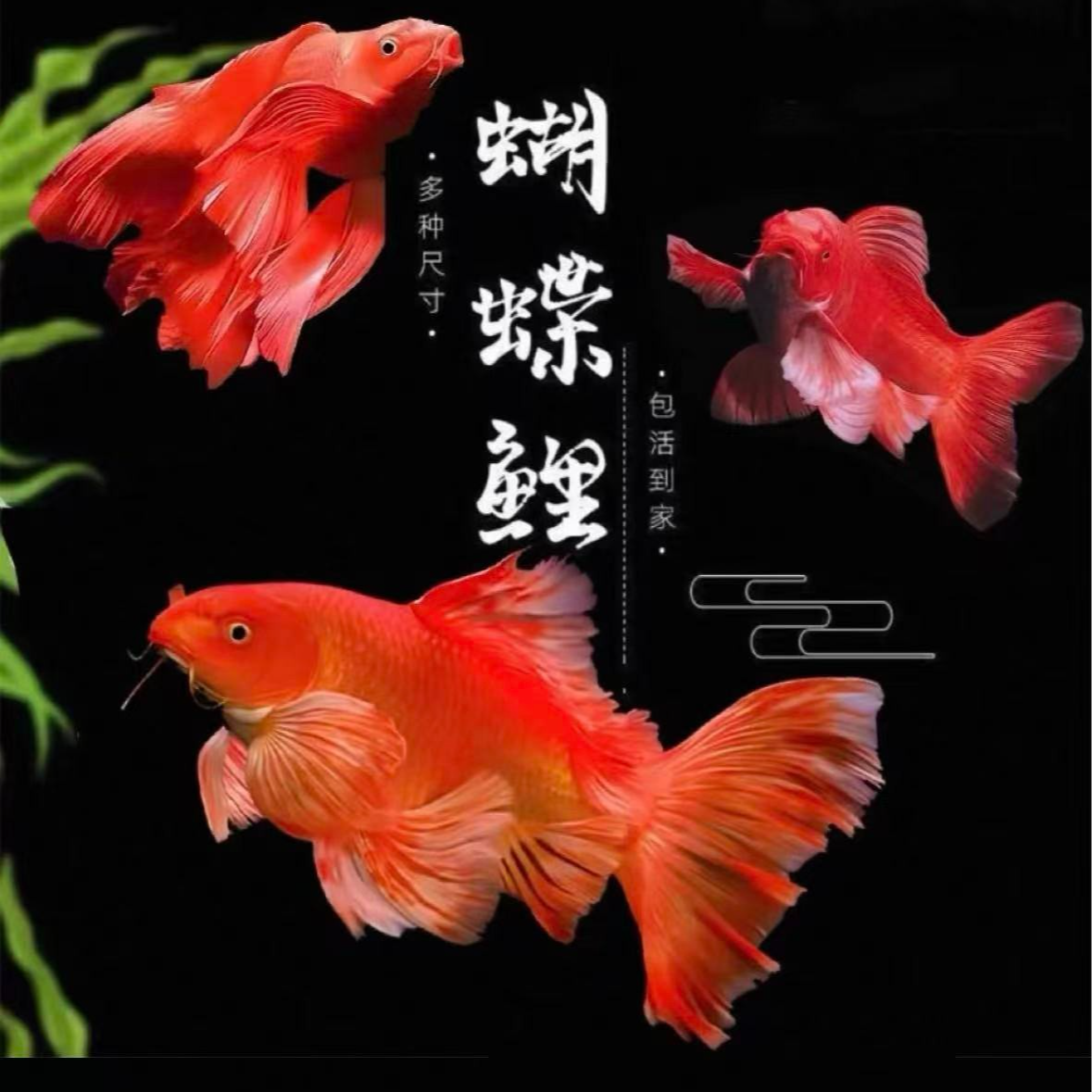 普身红蝴蝶纯种蝴蝶鲤冷水观赏鱼活体包邮